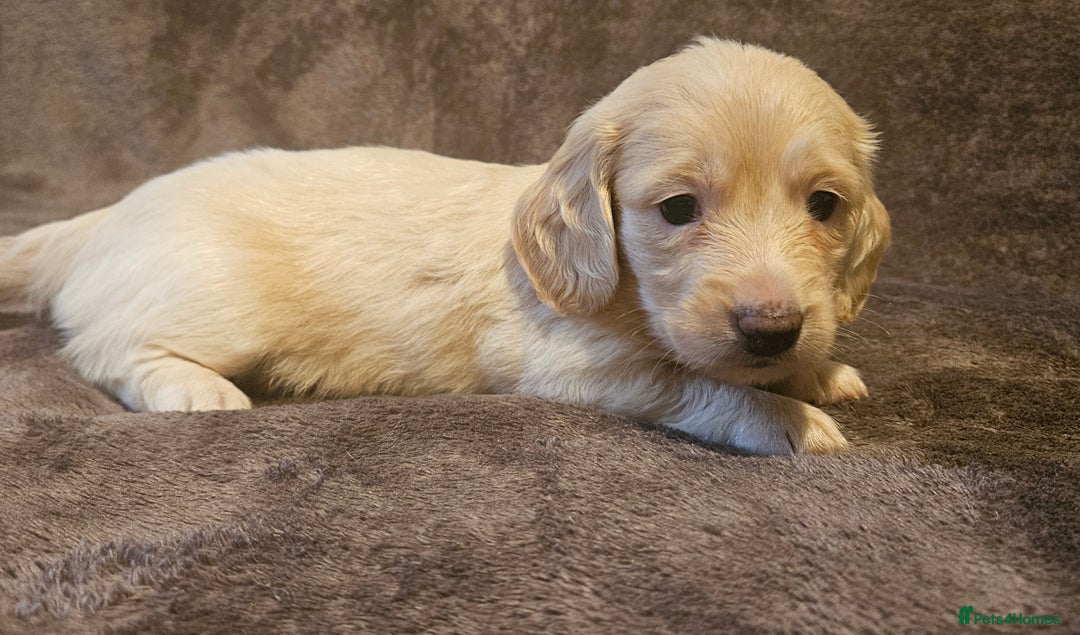 Miniature Dachshund dogs for sale: 3 adorable long hair miniature dachshund boys - Advert 11