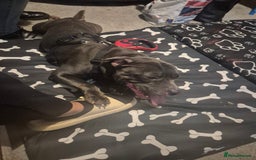 Staffordshire Bull Terrier dogs for sale: 3 year old staff - Image 1