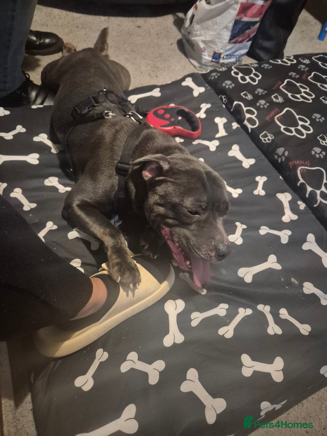 Staffordshire Bull Terrier dogs for sale: 3 year old staff - Image 1