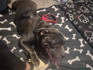 Staffordshire Bull Terrier dogs - Advert 18