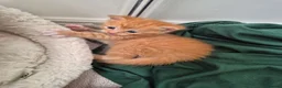 Mixed Breed cats for sale: Beautiful Playful Ginger & Tri-Colour Kittens 🐾 - Advert 28