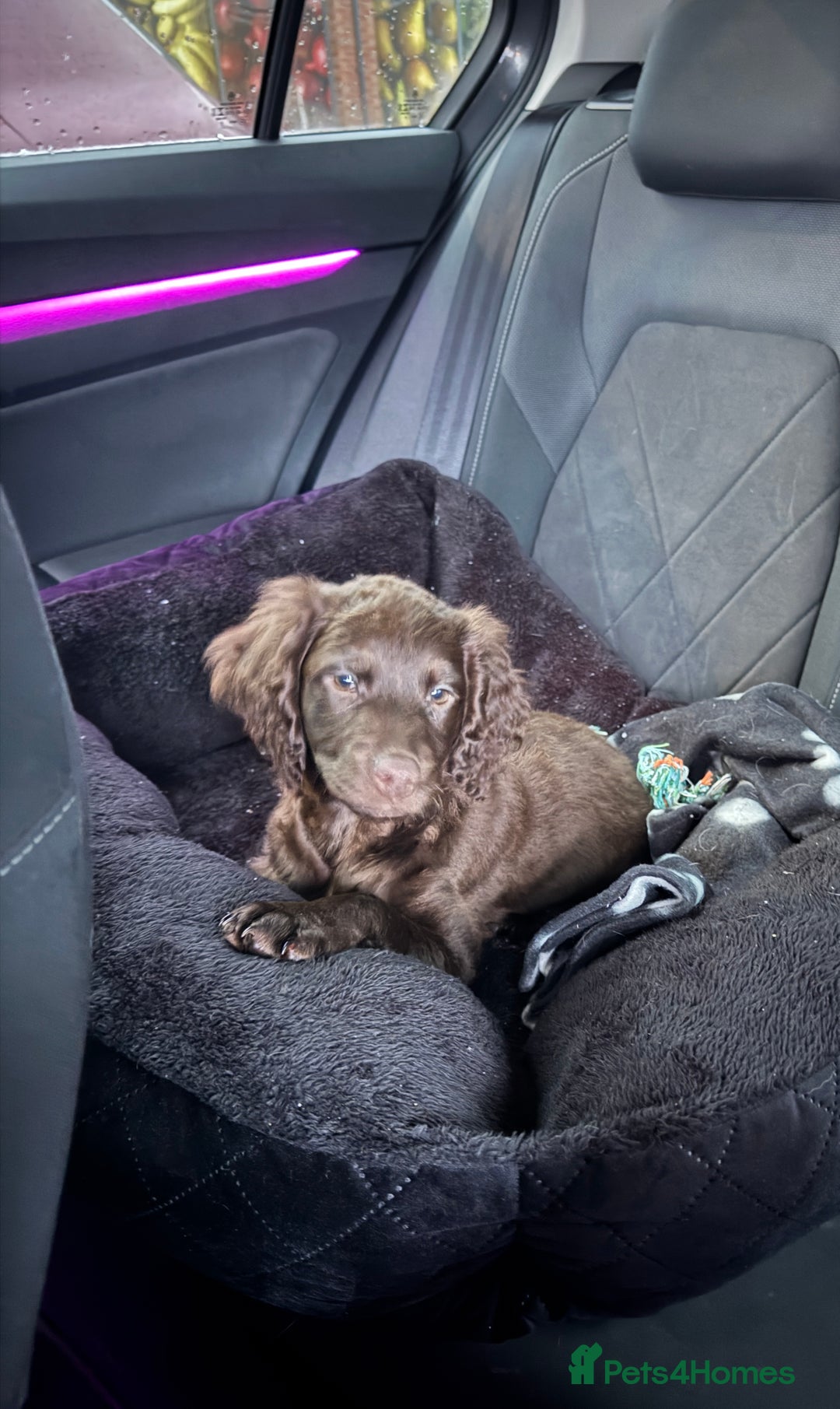 Mixed Breed dogs for sale: Rehome Sproodle 14 weeks please read - Advert 1