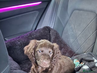 Mixed Breed dogs Rehome Sproodle - Advert 1