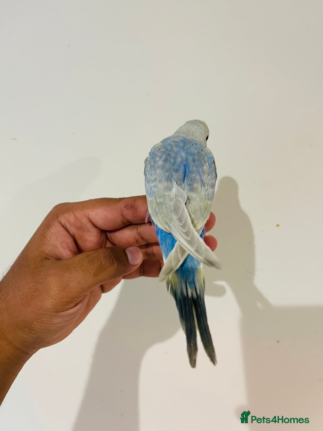 Budgerigars birds for sale: Hand reared budgies for sale  - Image 13