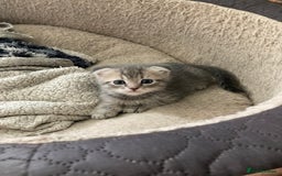 Scottish Fold cats for sale: Beautiful Scottish fold kittens - Image 1