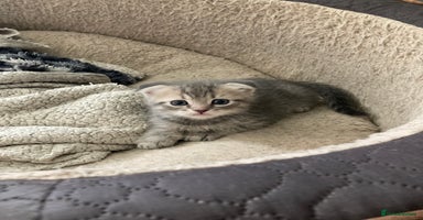 Scottish Fold cats - Advert 2