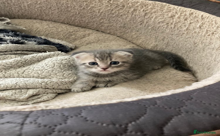 Scottish Fold cats - Advert 9