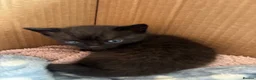 Mixed Breed cats for sale: Lovely kittens  in Leighton Buzzard - Advert 12