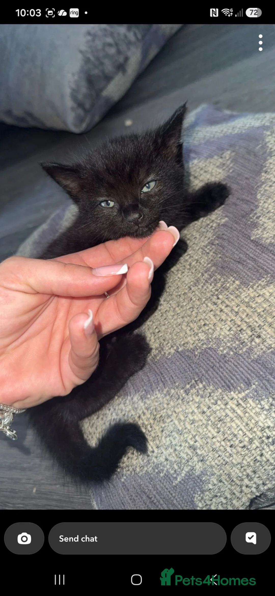 Mixed Breed cats for sale: 2 beautiful black kittens looking for forever home - Advert 2