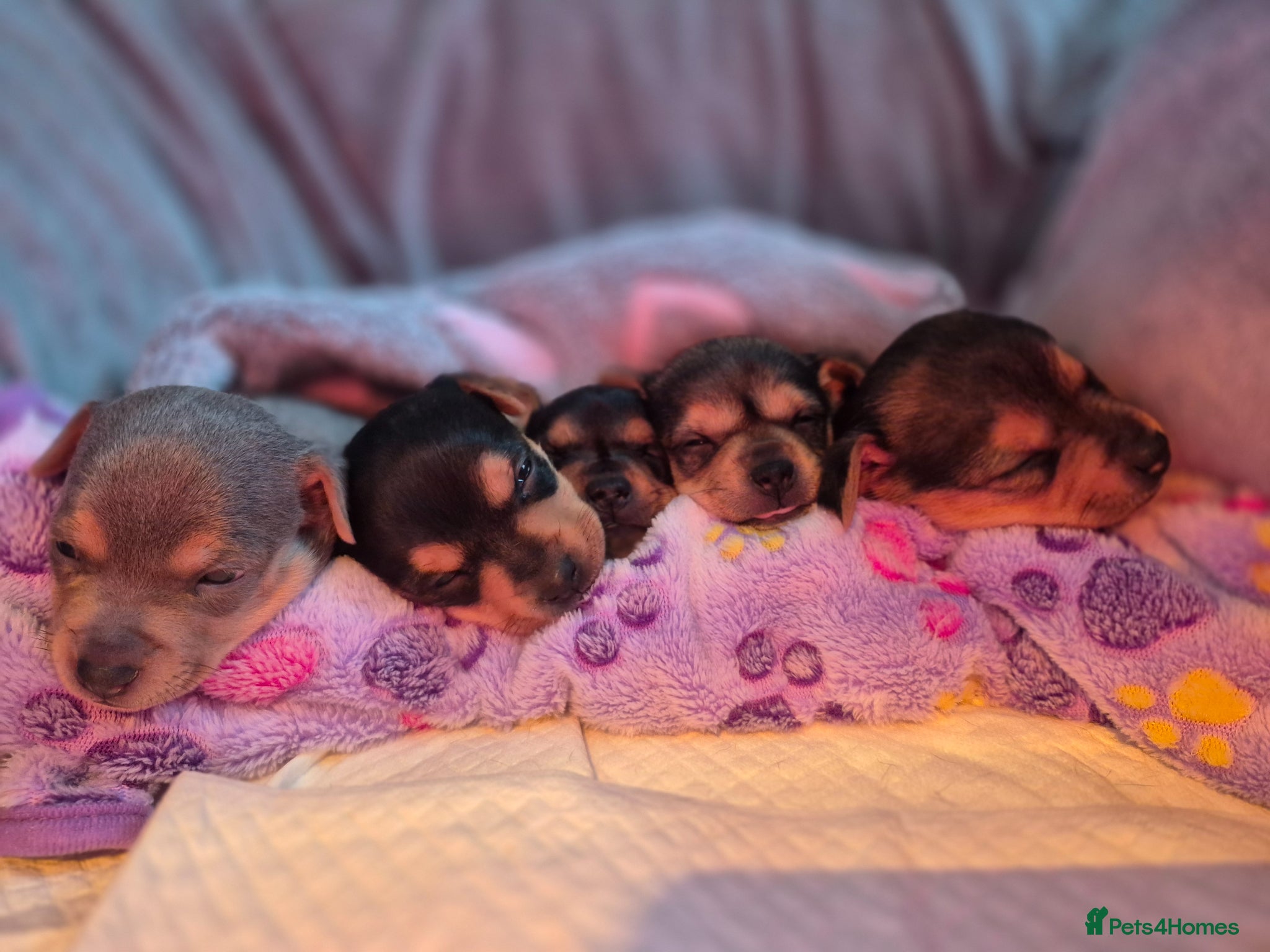 Jack Russell dogs Minature Jack Russell Puppies - Advert 16