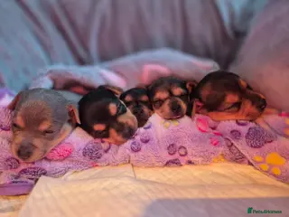 Jack Russell dogs Minature Jack Russell Puppies - Advert 16