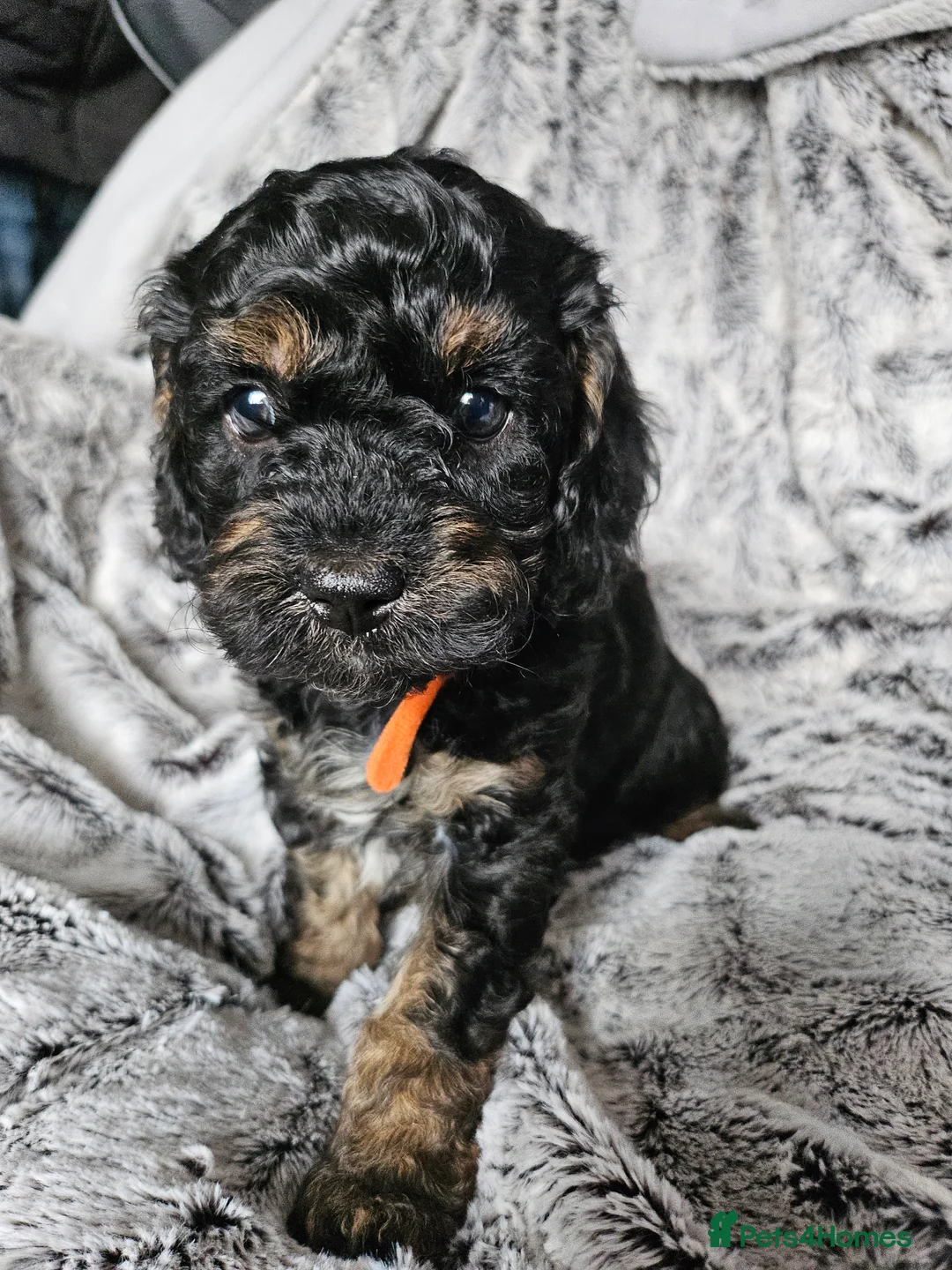 Cavapoo dogs for sale: Cavapoo pups - 1 boy 3 girls - Advert 3