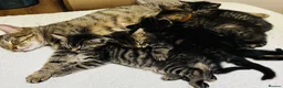 Maine Coon cats for sale: 🌟 Adorable Kittens ready for 4ever home 🌟 - Advert 31