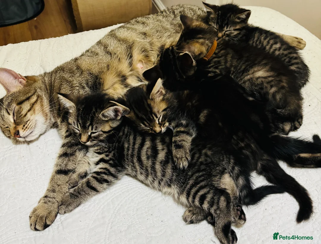Maine Coon cats for sale: 🌟 Adorable Kittens ready for 4ever home 🌟 - Advert 31