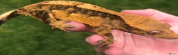 Gecko reptiles for sale: Gargoyles gecko and crested geckos  - Advert 9