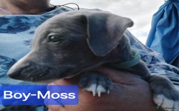 Mixed Breed dogs for sale: Italian Greyhound x Whippet puppies - Image 14