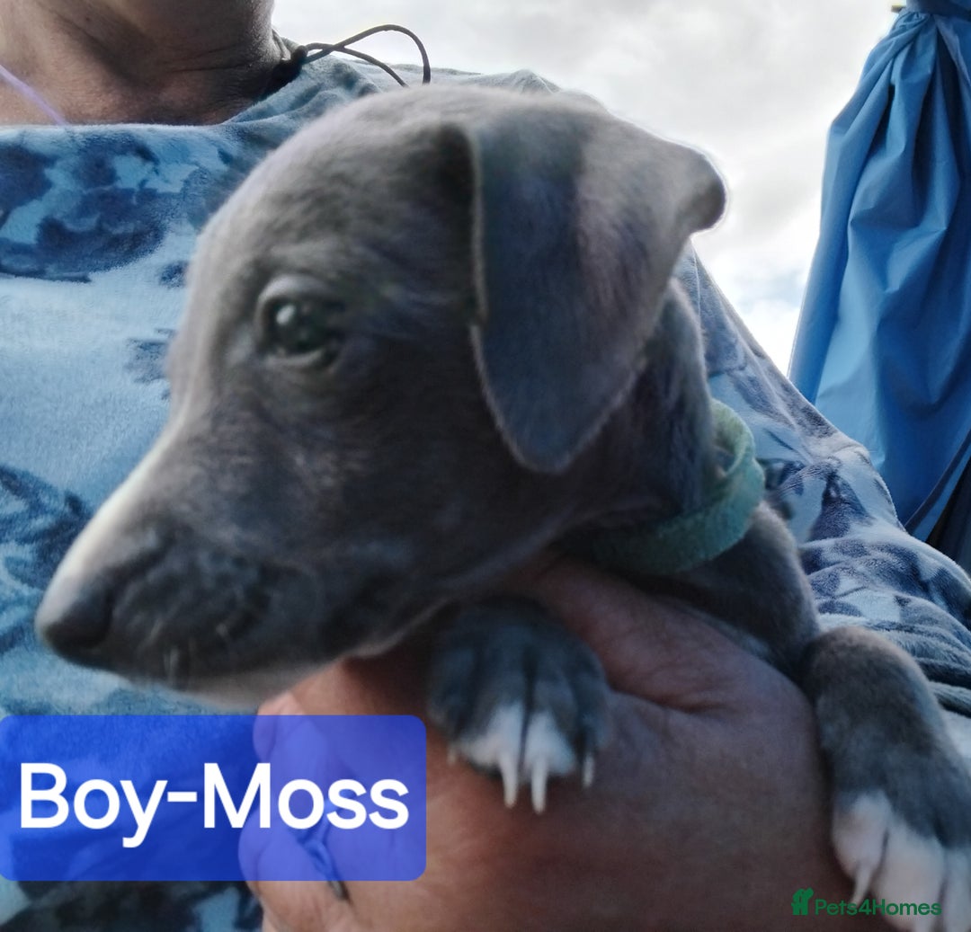 Mixed Breed dogs for sale: Italian Greyhound x Whippet puppies - Image 14