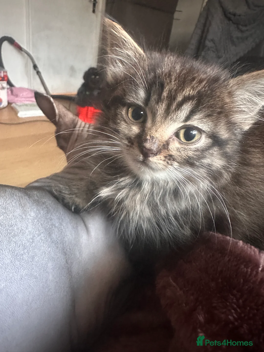 Mixed Breed cats for sale: Kittens - Advert 12