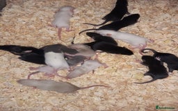 Rat rodents for sale: Beautiful baby rats  - Image 2