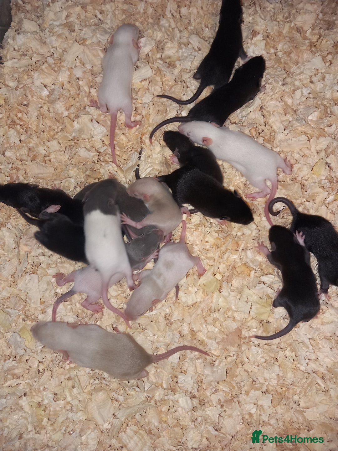 Rat rodents for sale: Beautiful baby rats  - Image 2
