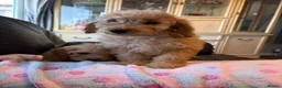 Cockapoo dogs for sale: F1b cockapoos ready now 1st and 2nd vaccine  - Advert 7