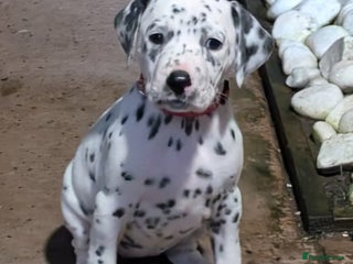 Dalmatian dogs Dalmatian puppies KC registered ready 17th Dec - Advert 2