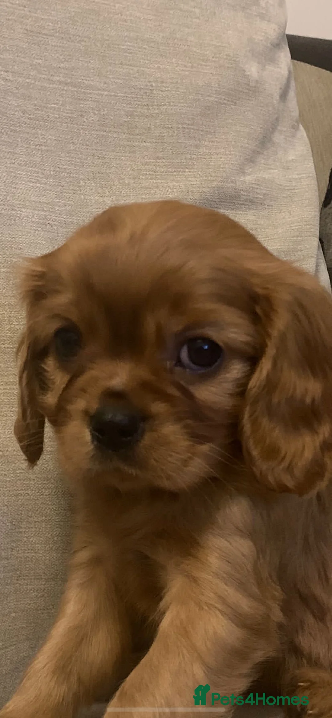 Cavalier King Charles Spaniel dogs for stud: 🌹KC REGISTERED HEALTH TESTED RUBY CKC FOR STUD in Sheerness - Advert 6