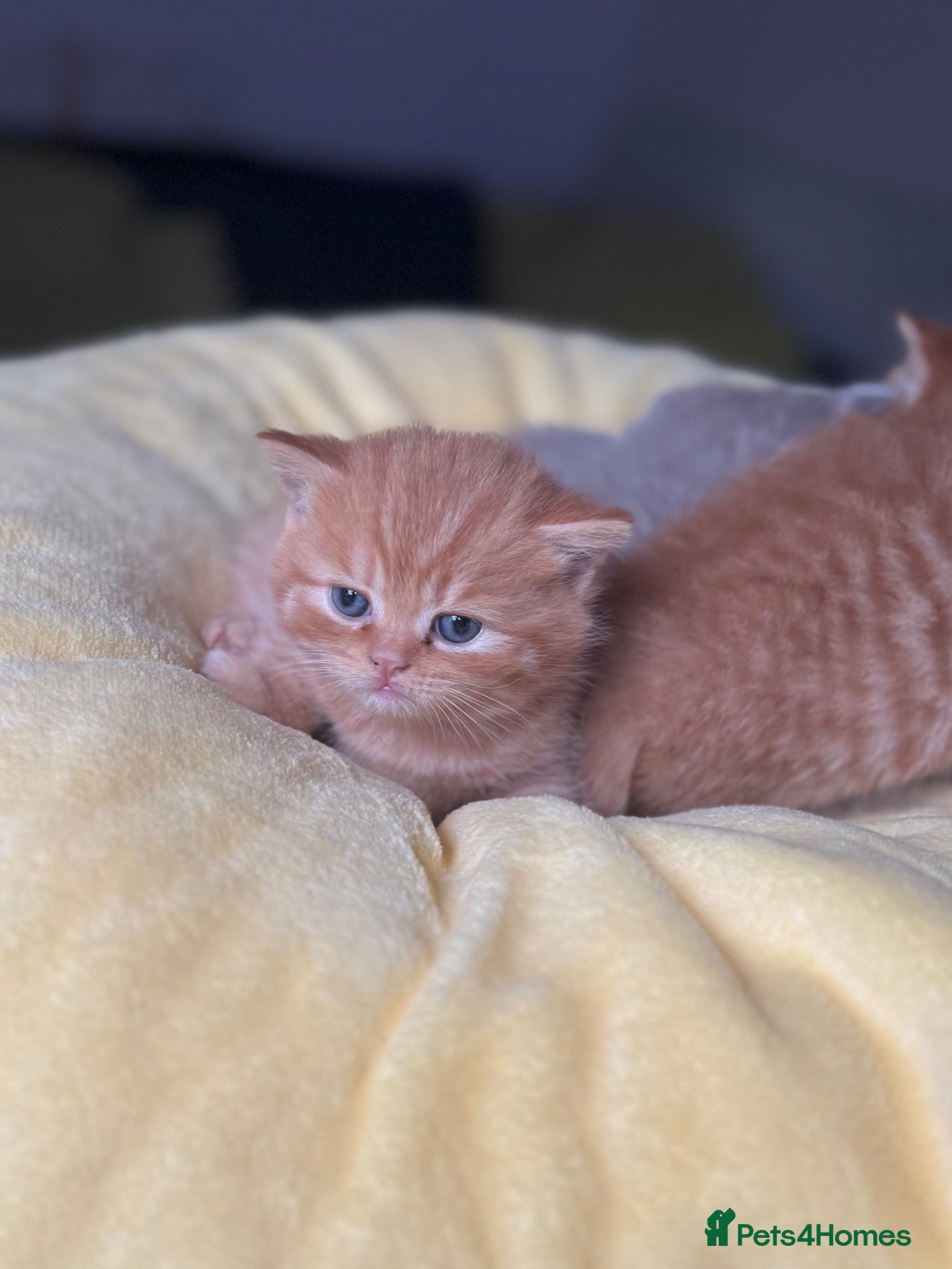 British Shorthair cats 🇬🇧⭐️RED, ❤️LILAC💜 BSH✅ TICA reg, - Advert 2