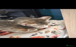 Mixed Breed cats for sale: Kittens ready now  - Image 11