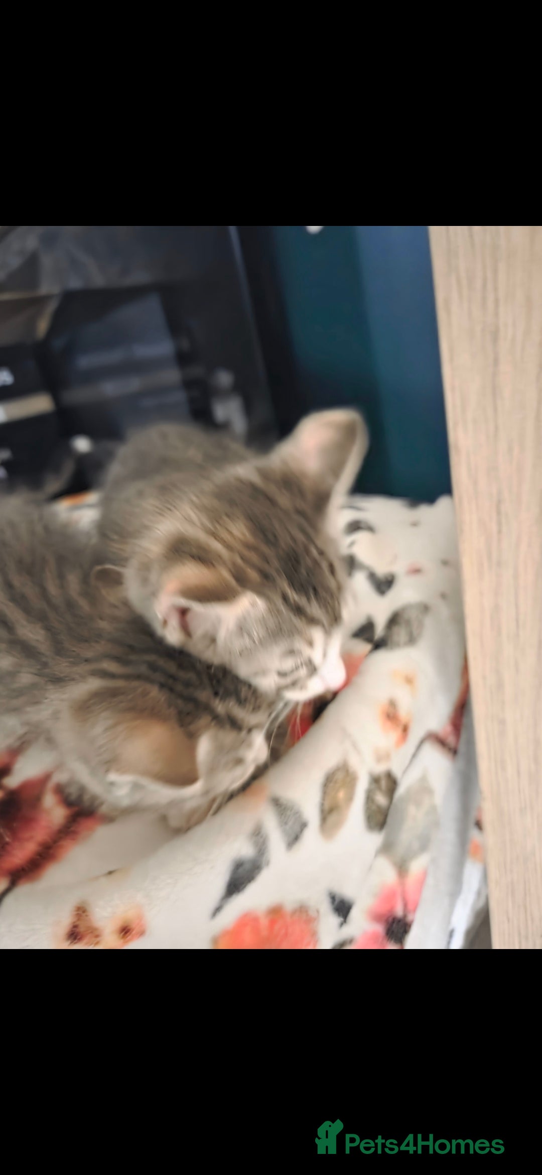 Mixed Breed cats for sale: Kittens ready now  - Image 11