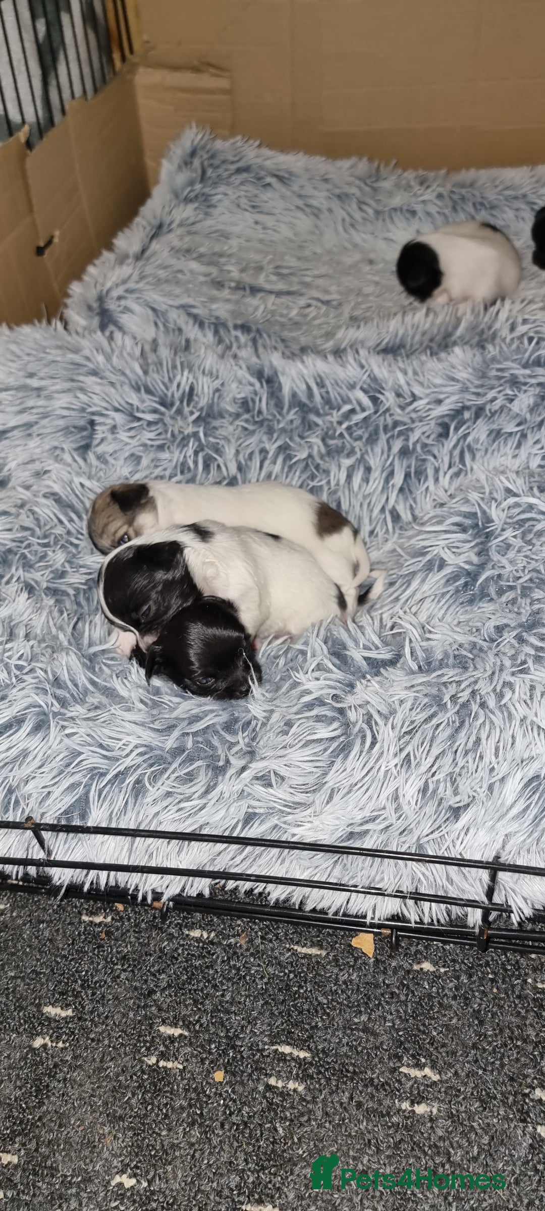 Chihuahua dogs for stud: Stud long haired white Chihuahua  in Coatbridge - Image 24