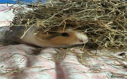 Guinea Pig rodents for sale: Four female guinea pig babies available. - Image 7