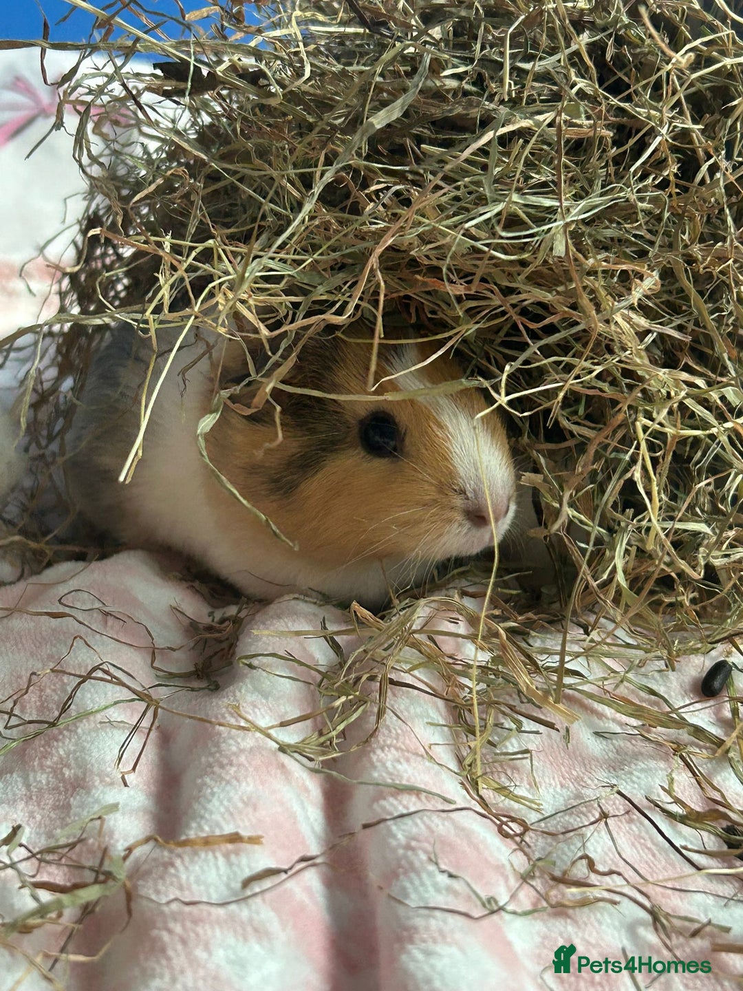 Guinea Pig rodents for sale: Four female guinea pig babies available. - Image 7