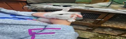 Mixed Breed rabbits for sale: Minilop x rex rabbits  - Advert 12