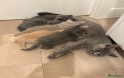 British Shorthair cats for sale: Beautiful Blue British longhair Kitten  - Image 4