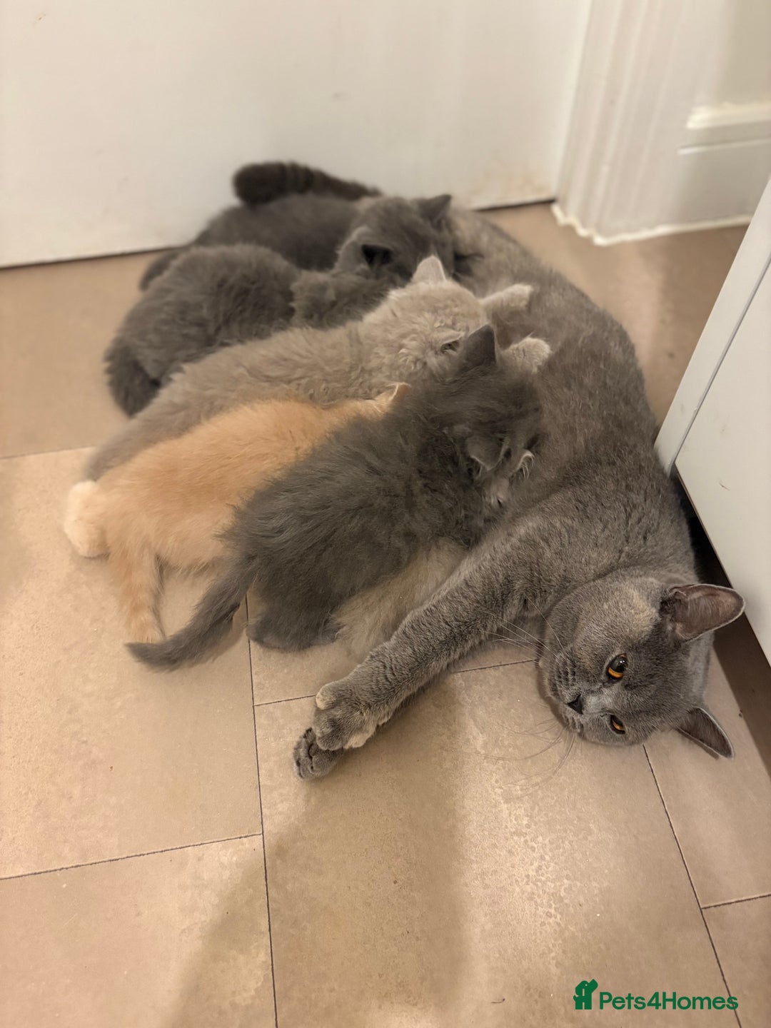 British Shorthair cats for sale: Beautiful Blue British longhair Kitten  - Image 4