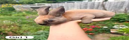 Rex rabbits for sale: Mini Rex Swansea  - Advert 6