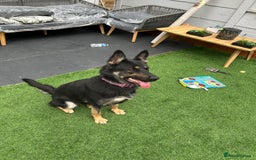 German Shepherd dogs for sale: German Shepard  - Image 2