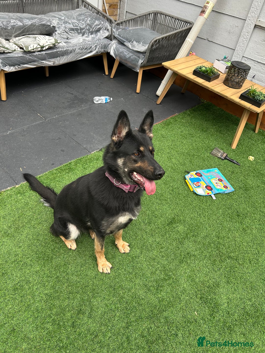 German Shepherd dogs for sale: German Shepard  - Image 2