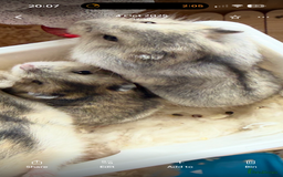 Hamster rodents for sale: 🐹Sweet little hamsters for sale🐹 - Advert 5