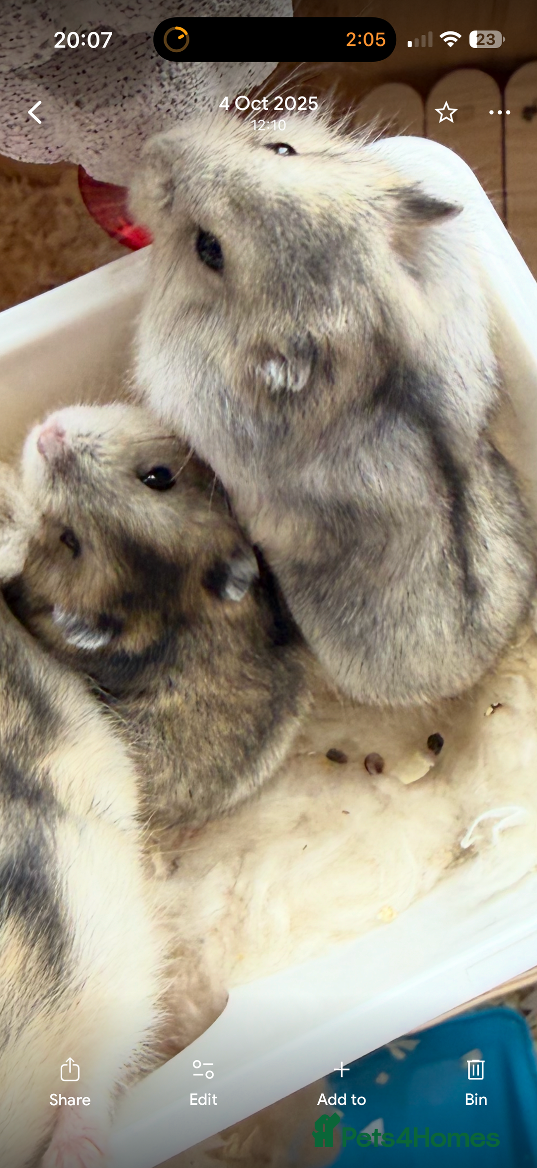 Hamster rodents for sale: 🐹Sweet little hamsters for sale🐹 - Advert 5