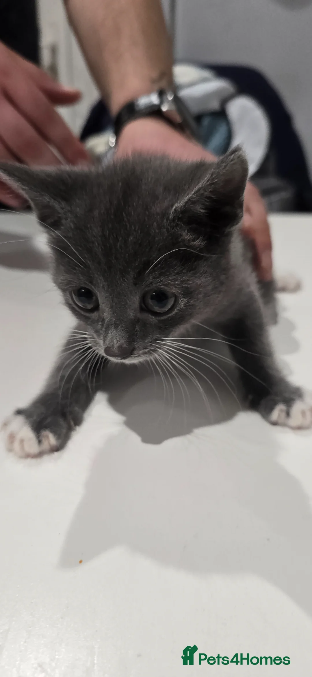 Mixed Breed cats for sale: 5 mixed kittens ready to go  in Peterborough - Advert 6