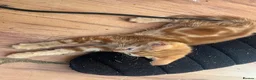 Mixed Breed cats for sale: 3 purrfect ginger girls looking 4 their forever  - Advert 17