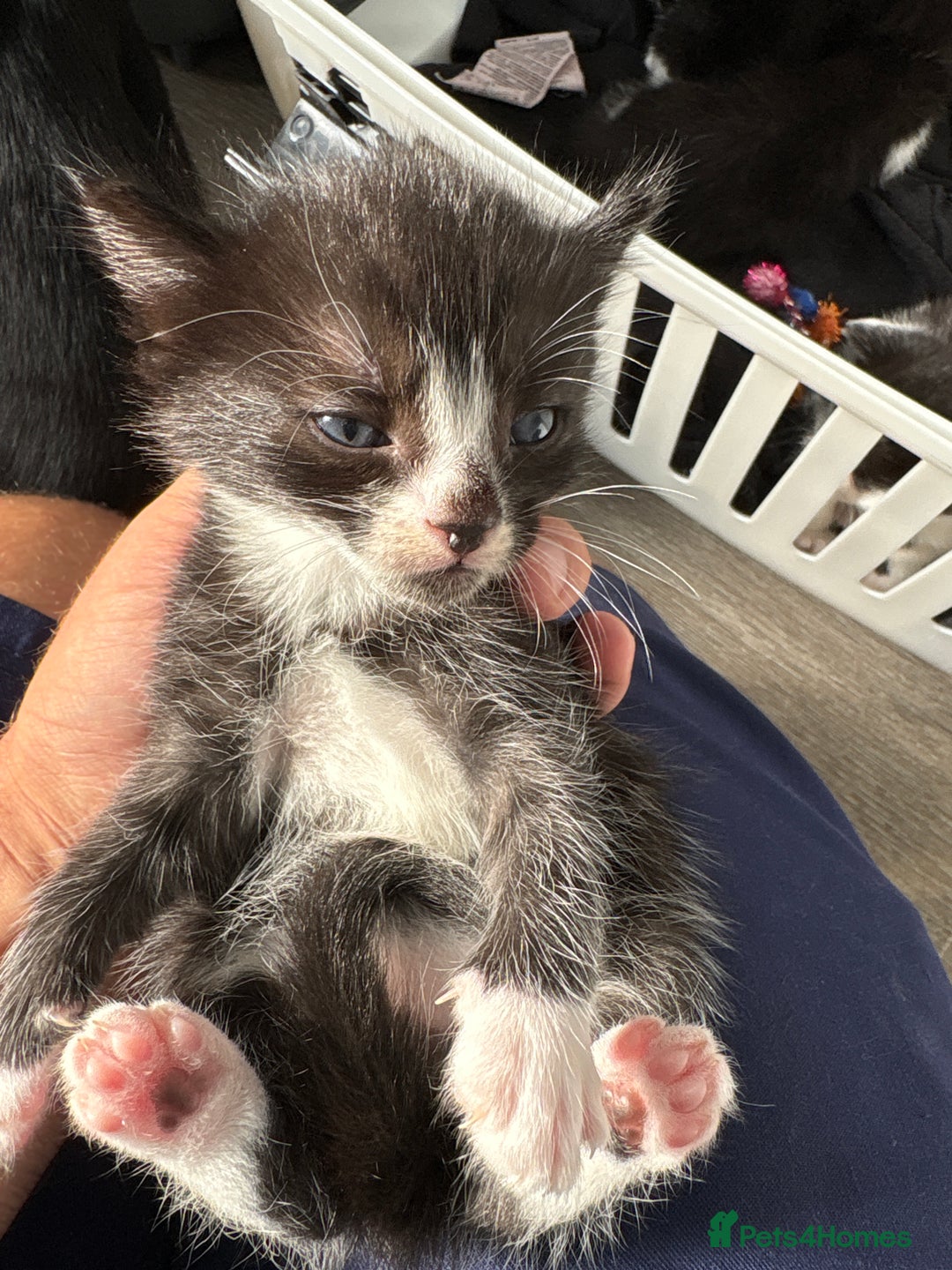 Turkish Van cats for sale: Black and white kittens last boy left  - Image 17