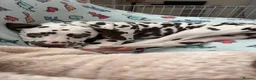 Dalmatian dogs for sale: Stunning KC Registered Liver Spotted Dalmatian ✨ - Advert 7