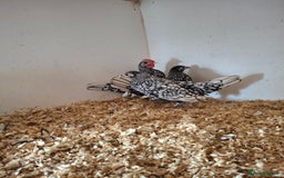 Chickens poultry for sale: Trio of silver laced sebrights  - Image 2