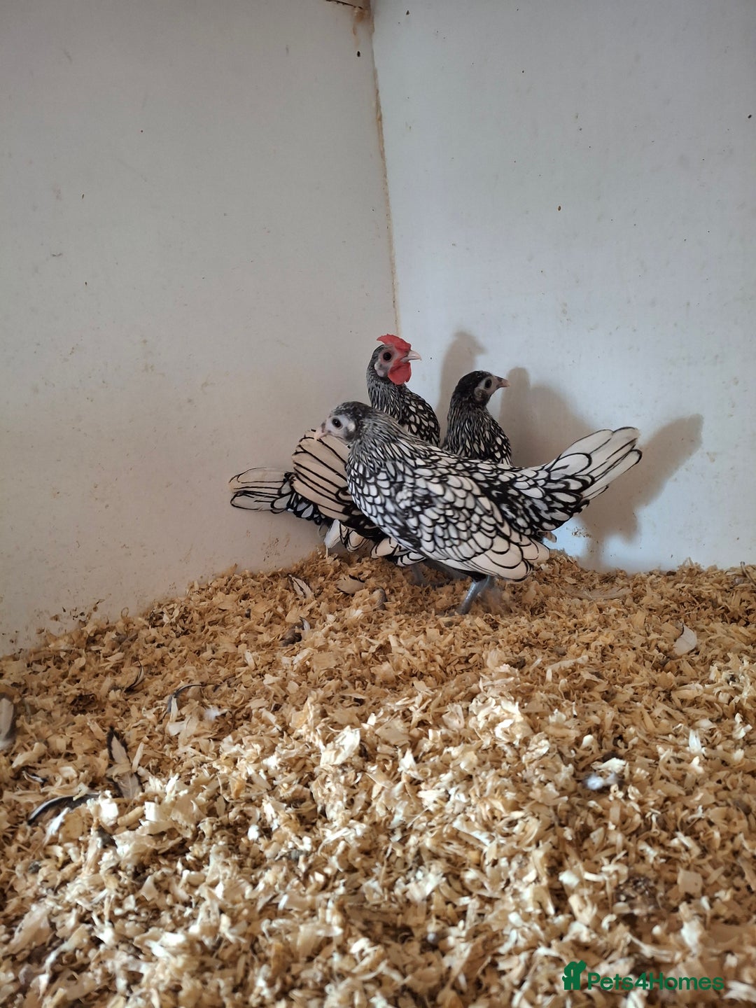 Chickens poultry for sale: Trio of silver laced sebrights  - Image 2