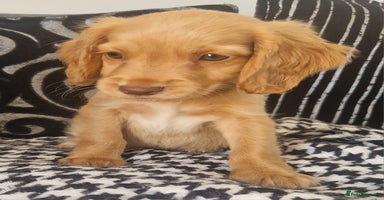 Cocker Spaniel dogs - Advert 8