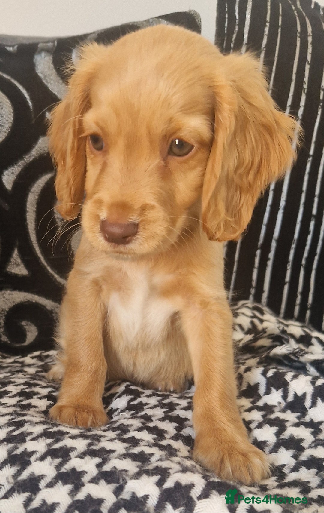 Cocker Spaniel dogs for sale: Cocker spaniels only 3 left  - Image 3