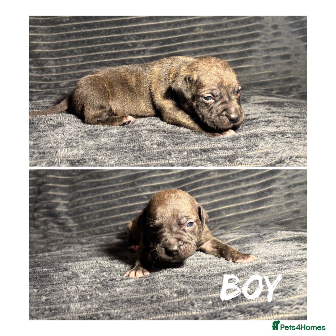 Mixed Breed dogs for sale: Staffordshire bull terrier X - Advert 6